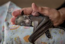 World-class exhibition arrives in Geelong