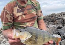 Tuna in a feeding frenzy