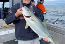 Kingfish on the bite in Corio Bay