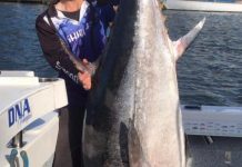 Pinky snapper holding in good numbers