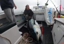 Plenty of pinky snapper on offer