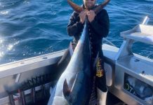 Waterfront a feeding ground for Australian salmon