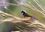 birds_285450_01.jpg