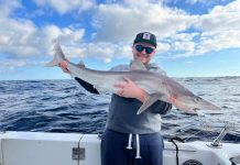 Salmon running riot in the bay