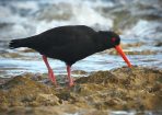 birds_287082_04.jpg