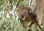 koala_289755_04.jpg