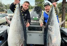 Feeding frenzy at waterfront