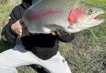 Pinky snapper on the chew