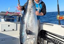 Big tuna on the chew