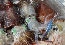 Snapper hauls getting bigger