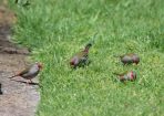 birds_310192_01.JPG