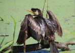 birds_310192_02.JPG