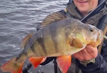 Snapper still biting in the bay