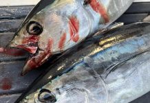 Bluefin tuna going crazy