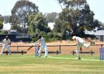 cricket_315527_30.JPG