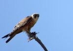 birds_320410_01.jpg