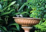 birds_320410_03.JPG