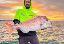 Snapper still hanging around the bay