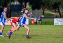 Seagulls and Tigers still the teams to beat