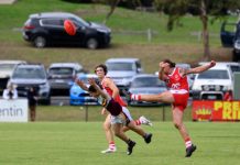 Seagulls at their ruthless best