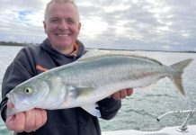 Salmon remain consistent