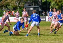 Seagulls back to their best