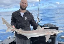 Gummy and school sharks in big numbers