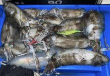 Region heating up for fish hotspots