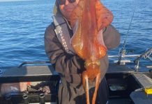 Whiting striking in the bay