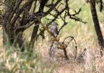 birds_363979_01.jpg
