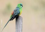 birds_363979_02.jpg