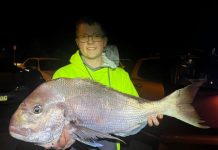 Snapper going crazy for land-based fishos