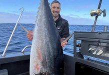 Search is on for barrel tuna
