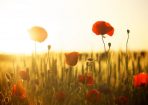 Poppy_371770_01.jpg