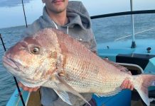 Testing times for fishos