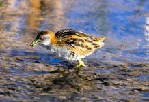 Interesting finds at Blue Waters Lake