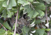 Cuckoo-shrike – not a cuckoo, not a shrike