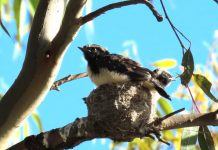 Lack of hoodie chicks on the Bellarine
