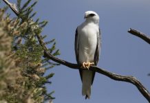 Perfect weather for birdwatching