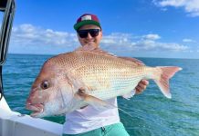 Snapper on the chew in the bay