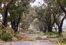 No fees for storm damage debris disposal