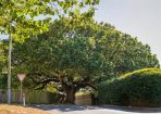 trees_388988_01.jpg