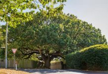 Geelong still a ‘tree city’