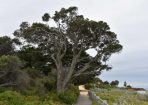trees_388988_02.JPG