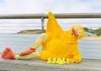 Duck_397062_05.jpg