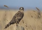 birds_398315_01.jpg