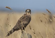 Dams need a good filling soon