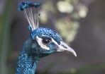 birds_398328_01.jpg