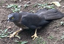 Nature reserve visit, but no flame robins