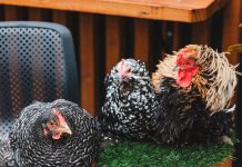 Not falling off the perch anytime soon